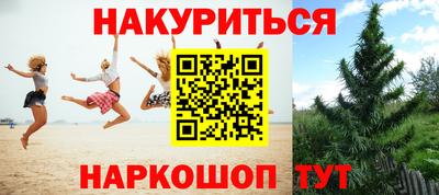 крисы Шебекино